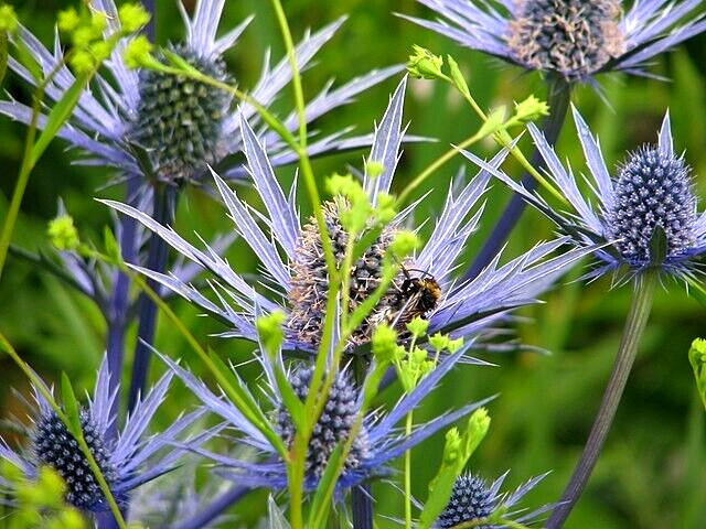 SEA HOLLY 100 SEEDS, ERYNGIUM, METALIC BLUE FLOWERS, mariesgreengarden