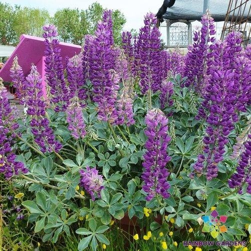 25+ Cobb Mountain Lupine Seeds for Garden Planting – USA – FREE SHIPPING!