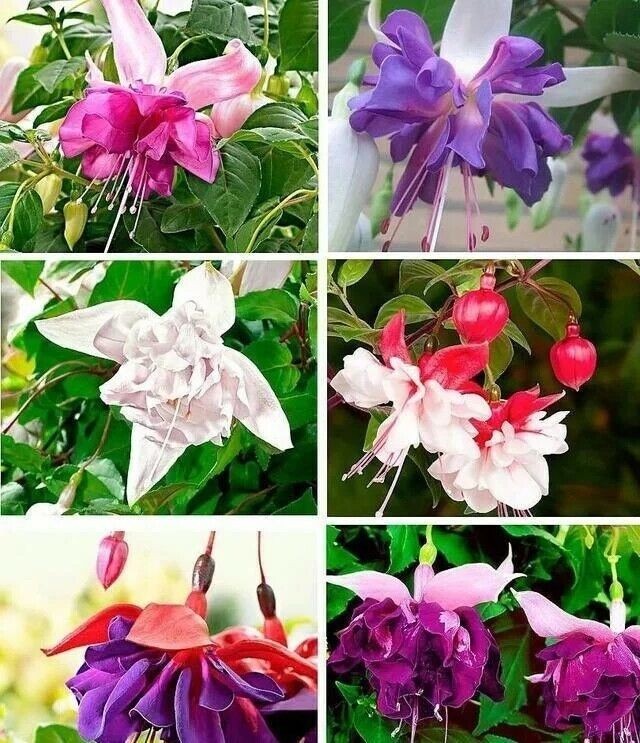 Mix 50pcs/bag Fuchsia Seeds Potted Flowers seeds,bonsai seeds.#5052