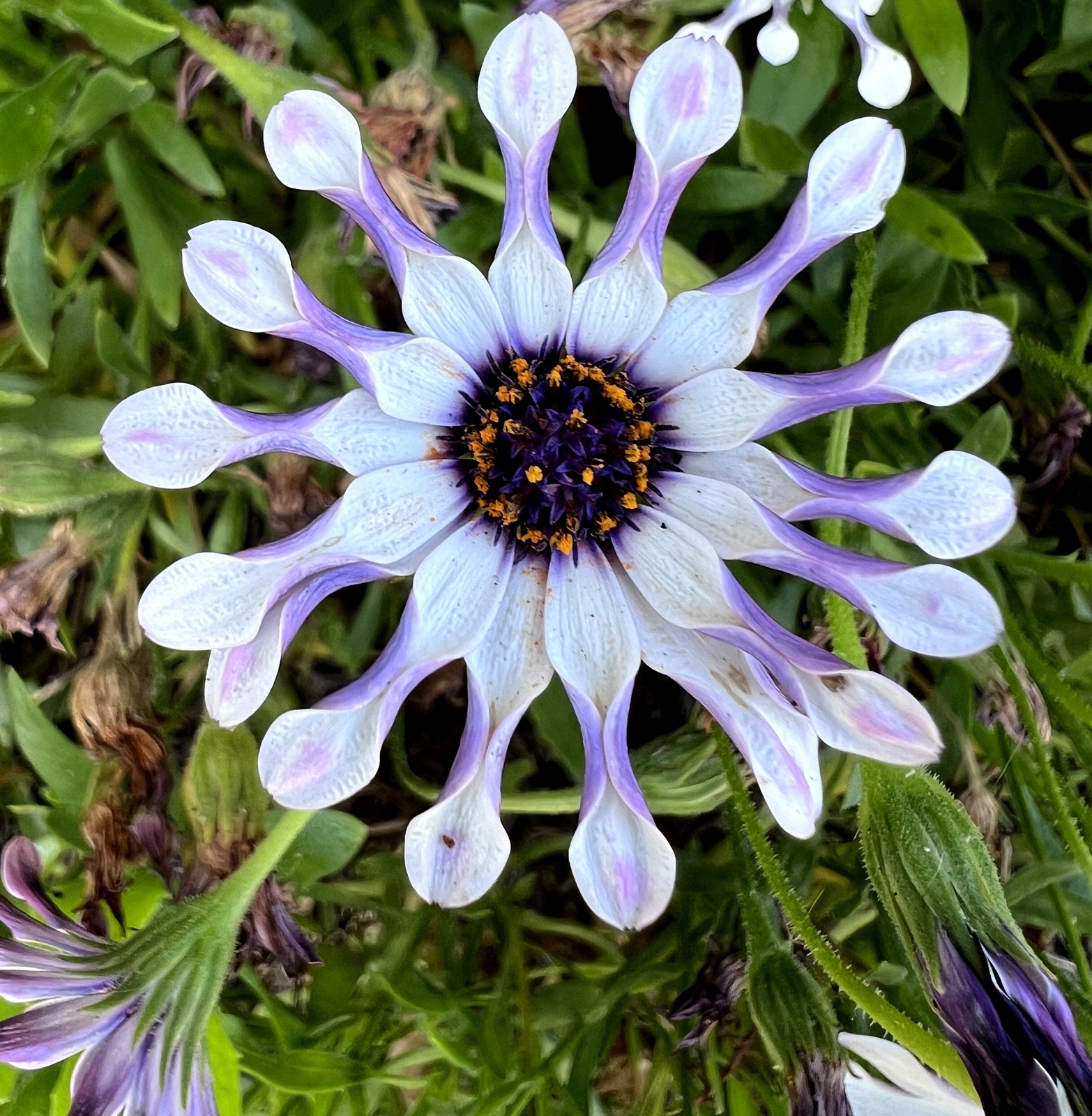 5 WHIRLIGIG OSTEOSPERMUM Fruticosum Pinwheel African Cape Daisy Flower Seeds