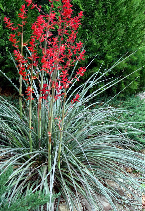 25 RED YUCCA SEEDS (Hesperaloe parviflora) Hummingbird & Butterfly Flower Plant