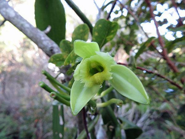 Vanilla planifolia | West Indian or Flat Plane Leafed Vanilla | 100 Seeds
