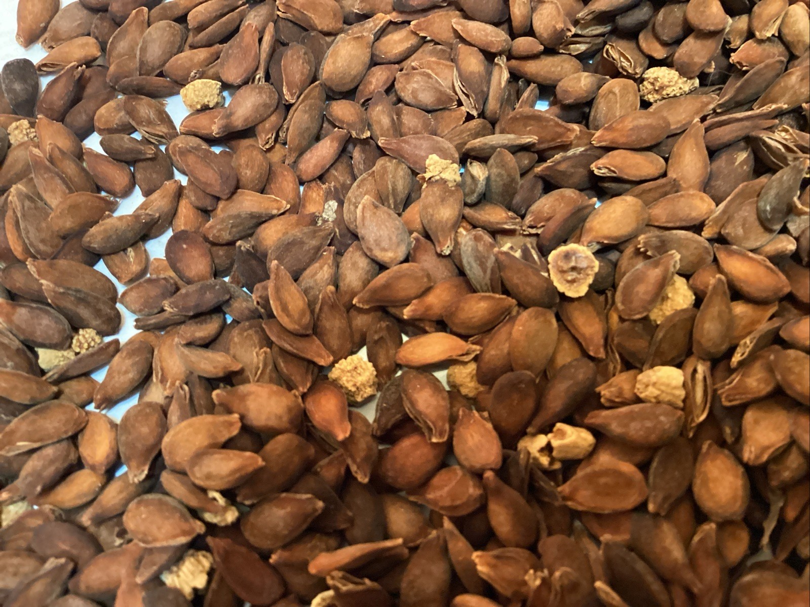 Bartlett Pear Tree Seeds (PYRUS COMMUNIS BARTLETT)