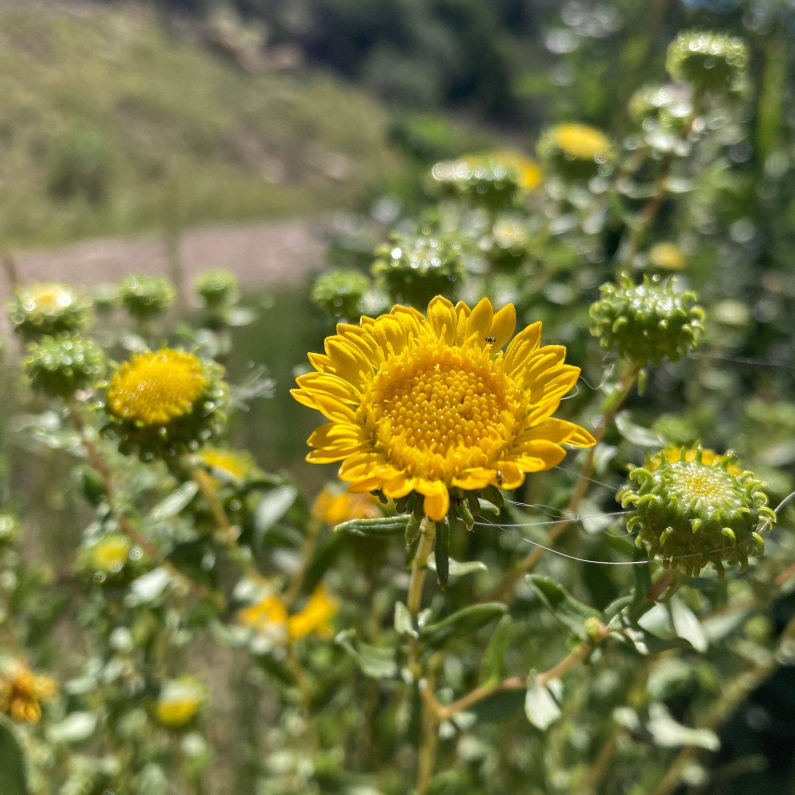 Gumweed Seeds, Grindelia (Grindelia squarrosa) ~Traditional Herb Garden