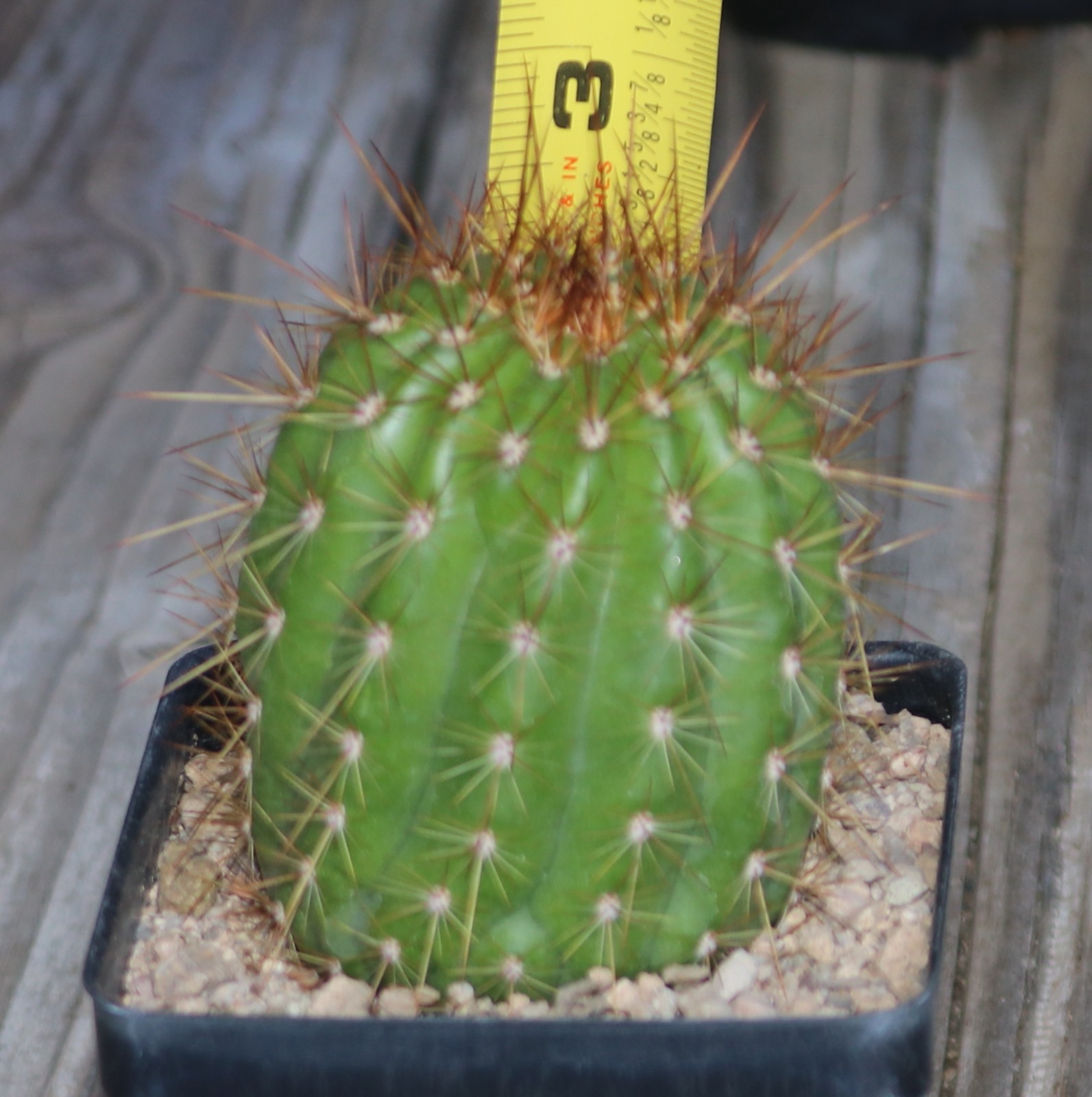 Tricho hybrid ‘Apricot Glow’