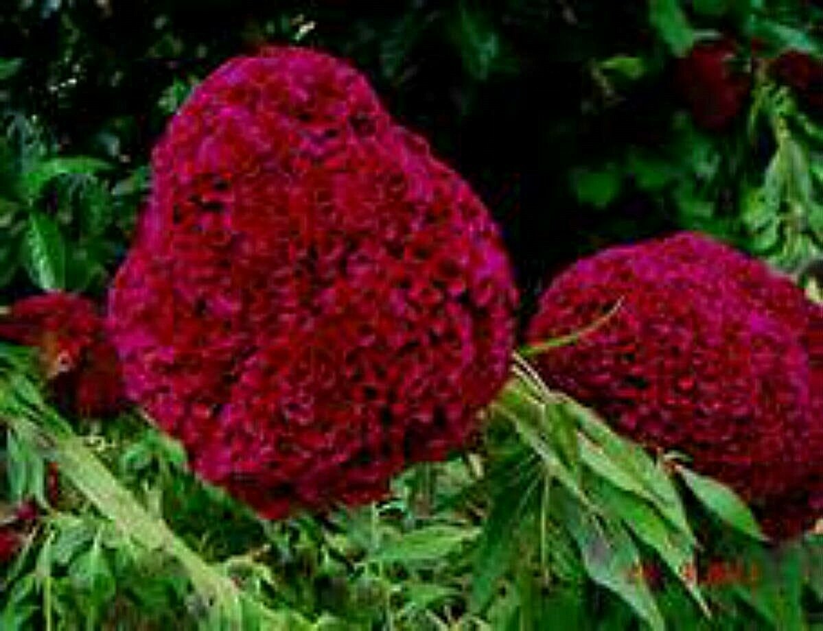 HUGE Brain Celosia CRAZY MIXED COLORS 100 Seeds Comb. S/H OLD AMISH PLANT