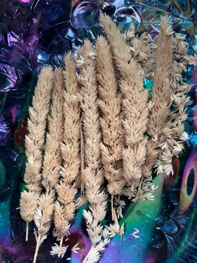100 Phalaris aquatica seeds