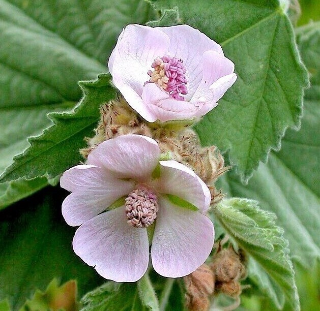MARSHMALLOW Seeds *FREE Shipping!* Althaea officinalis Flowering Herb 100+ SEEDS