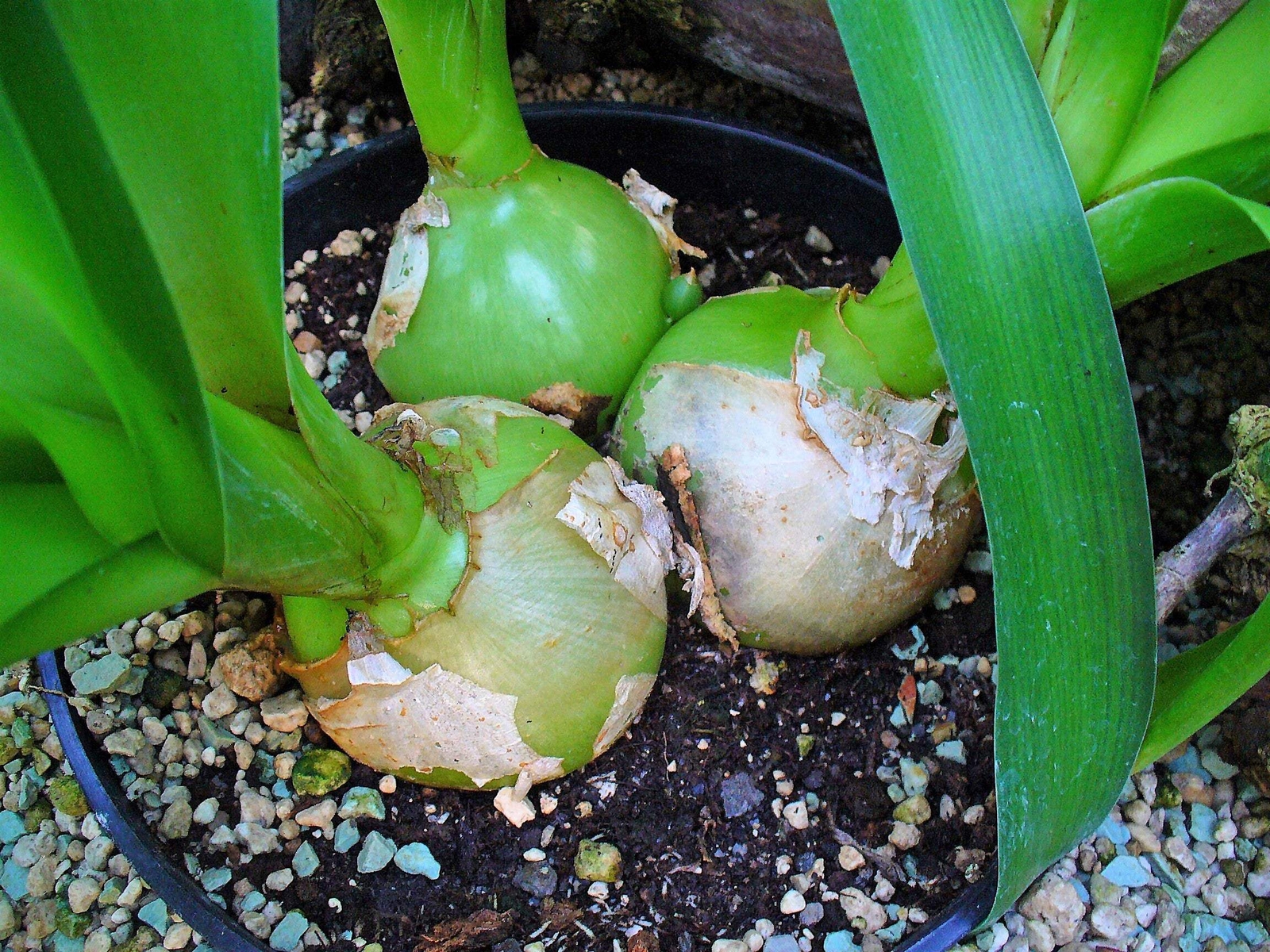 20 PREGNANT ONION SEEDS ak False Sea Onion Lily Ornithogalum Caudatum Houseplant
