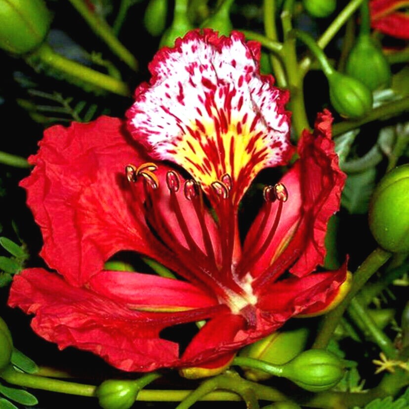 ROYAL POINCIANA RED FLAME TREE SEEDS Delonix Regia Tropical Flamboyant Flower