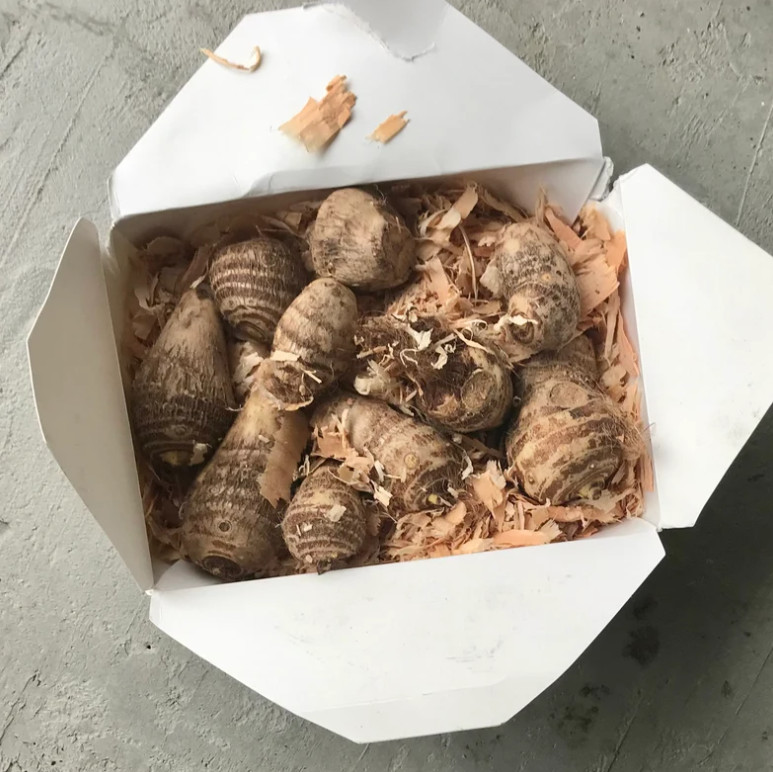 10 LIVE Colocasia Esculenta Elepant Ear Taro Gabi Kalo Eddo Bulbs READY to GROW