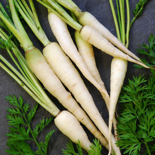 Lunar White Carrot Seeds | Heirloom / Non-GMO | Free Shipping | Seed Store 1082
