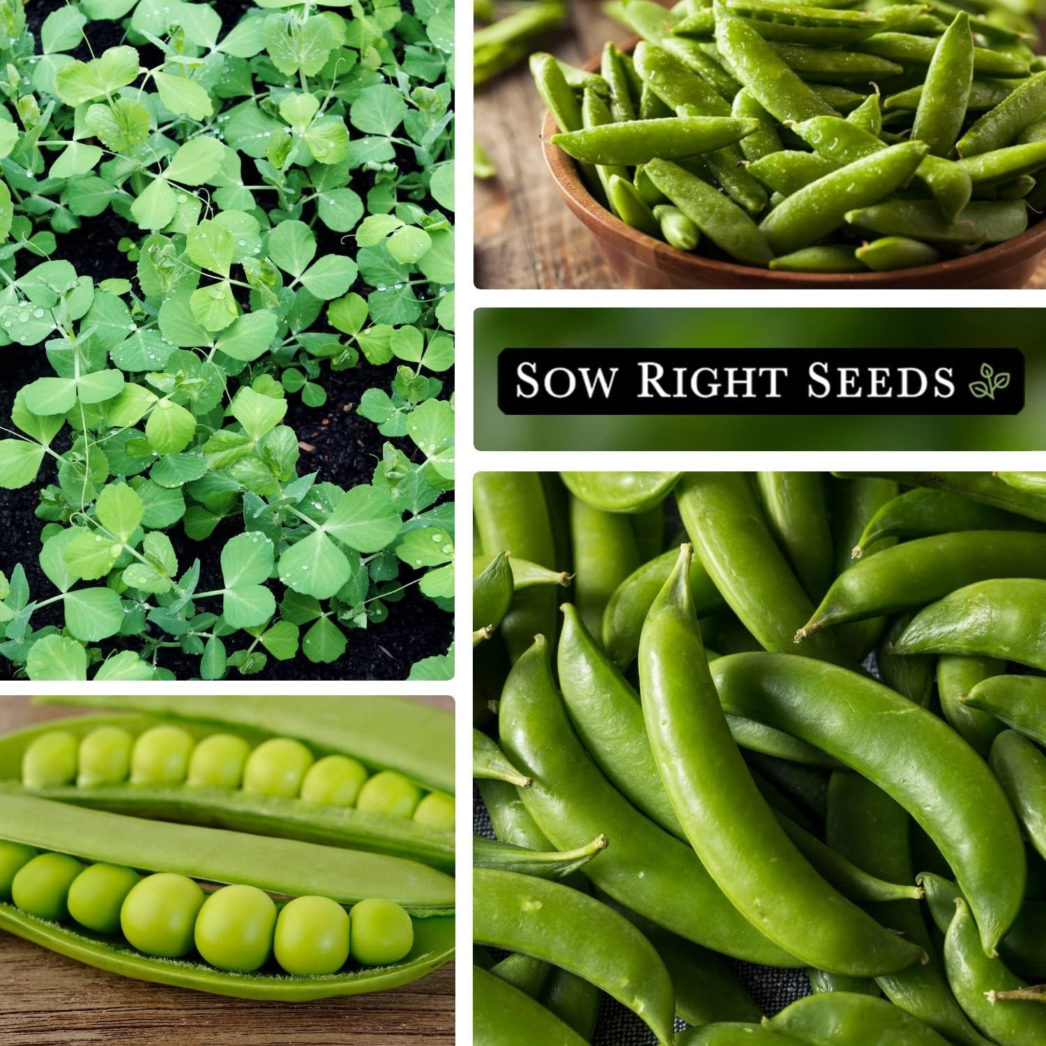 Sugar Snap Pea Seeds – Ideal for Outdoor Gardens & Fresh Snacking