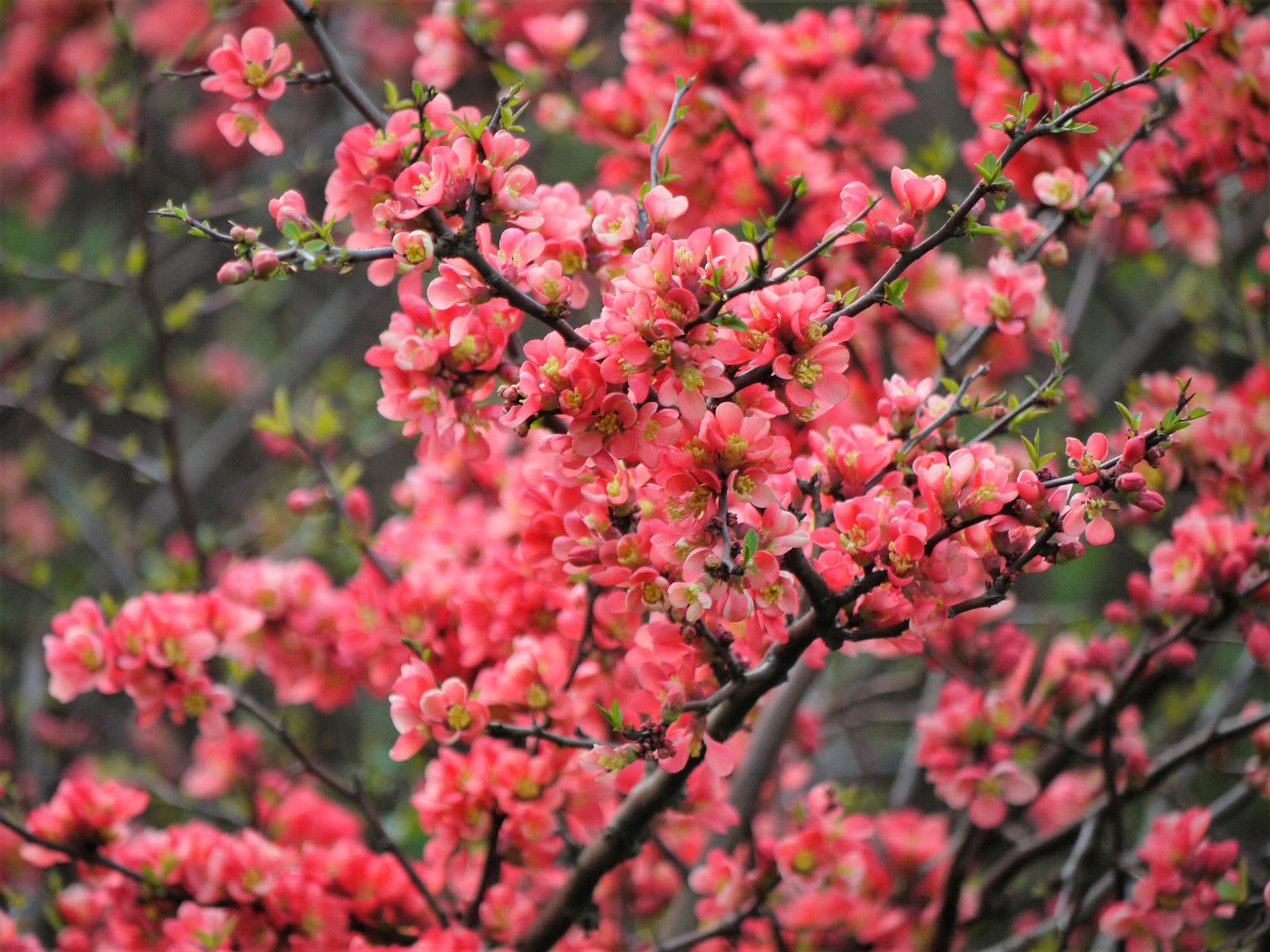 30 FLOWERING QUINCE Fruit Shrub Seeds Pink Red White Orange Chaenomeles Speciosa
