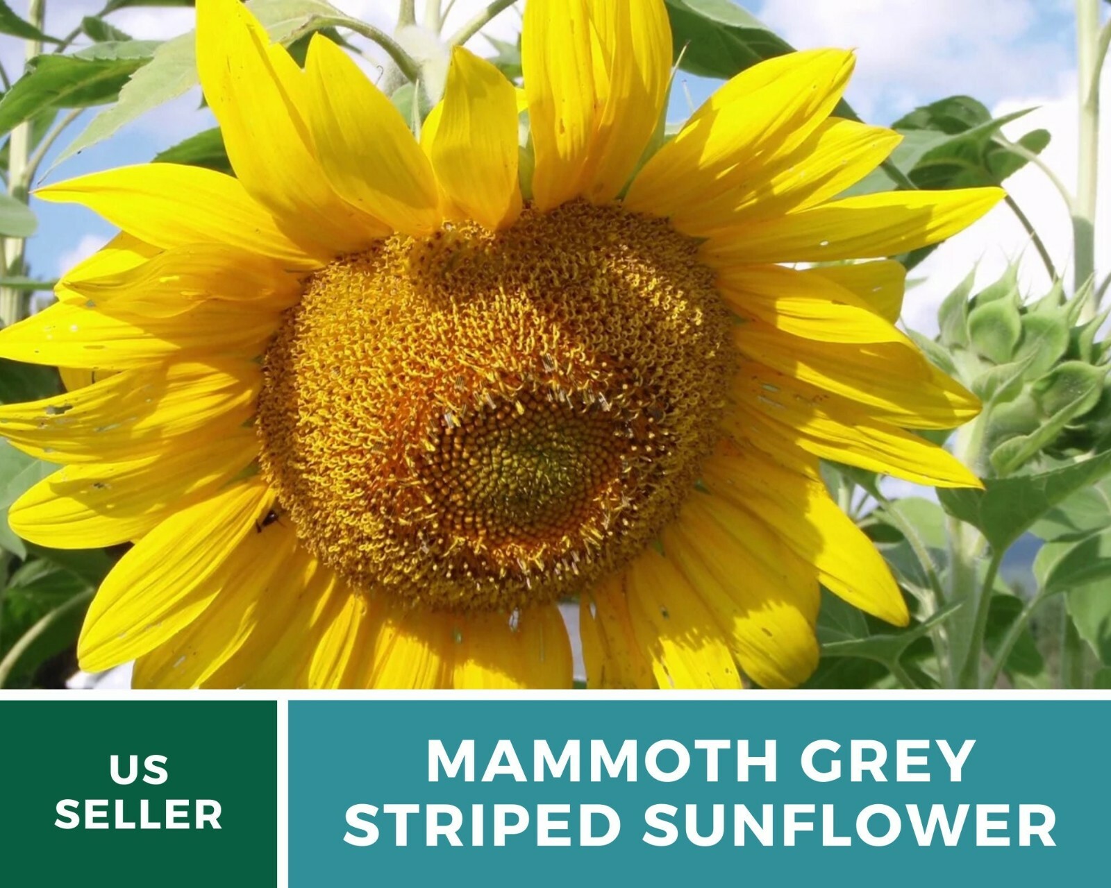 Sunflower, Mammoth Grey Stripe – Heirloom Seeds – Medicinal & Culinary – GMO Fr