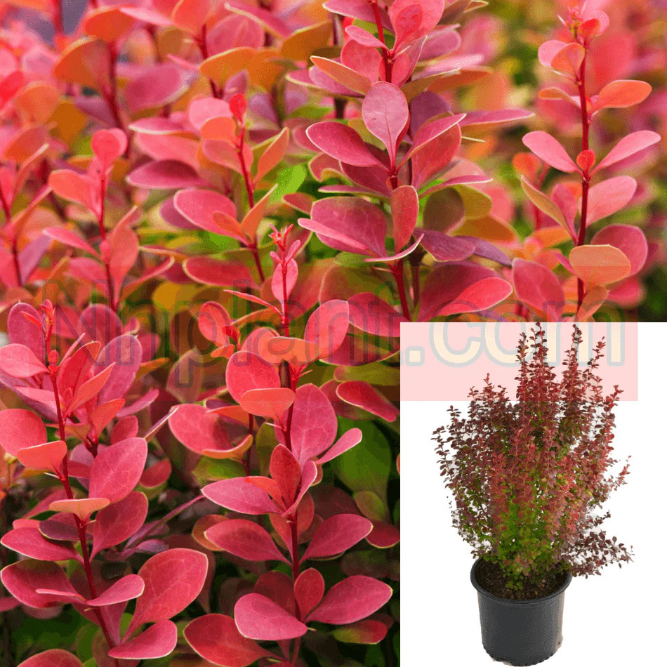 Berberis Thunbergii Red Rocket 5 Gallon Upright Japanese Barberry Live Plant