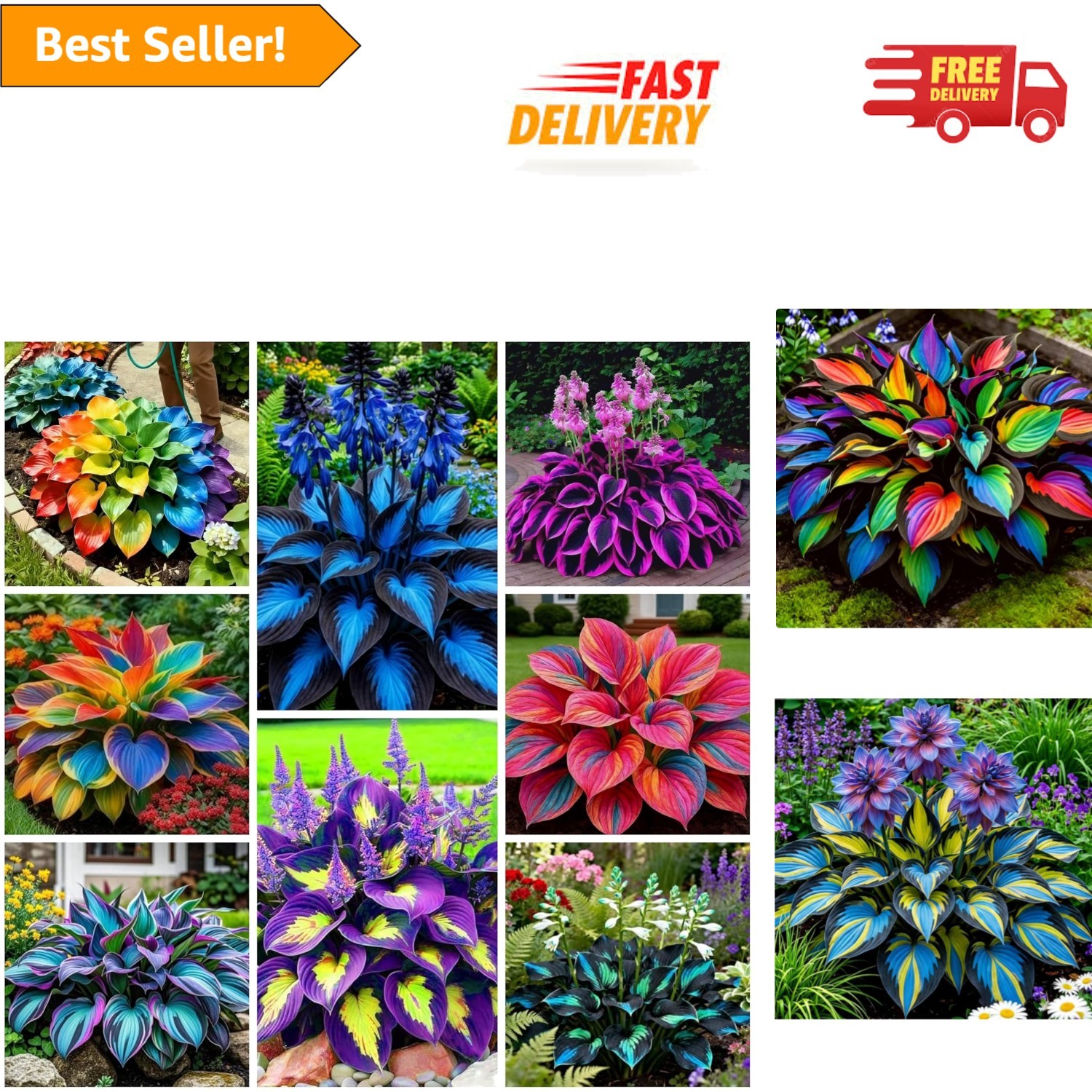 Attractive 290+ Hosta Seeds for -Round Foliage & Pollinator-Friendly Gardens