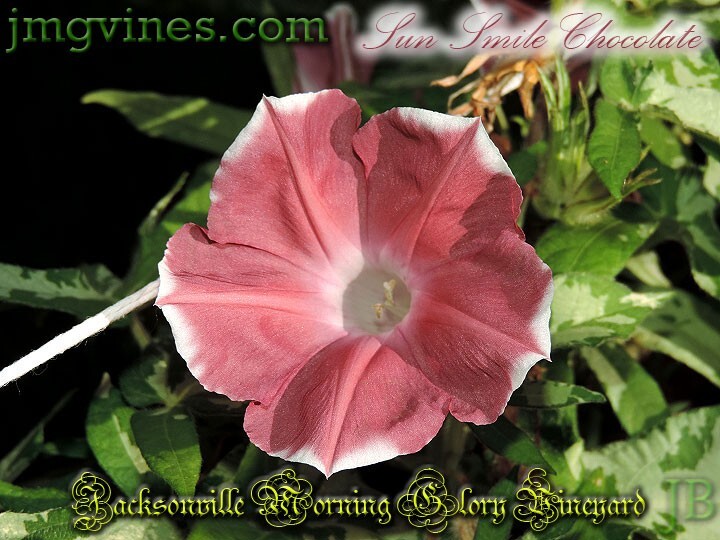 Sun Smile Chocolate Japanese Morning Glory 6 Seeds