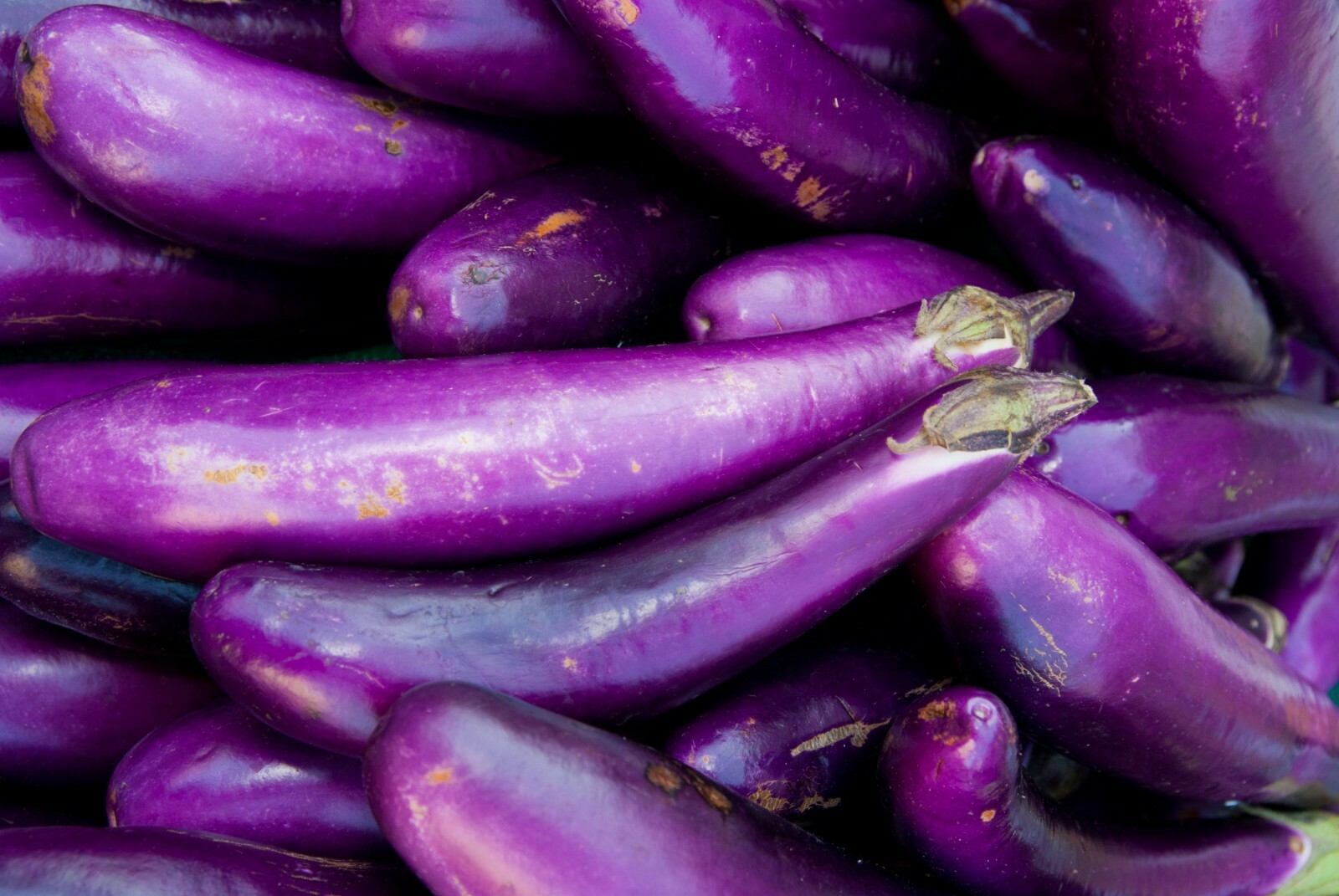 Long Purple Italian Eggplant Seeds, Fingerling, NON-GMO, FREE SHIPPING