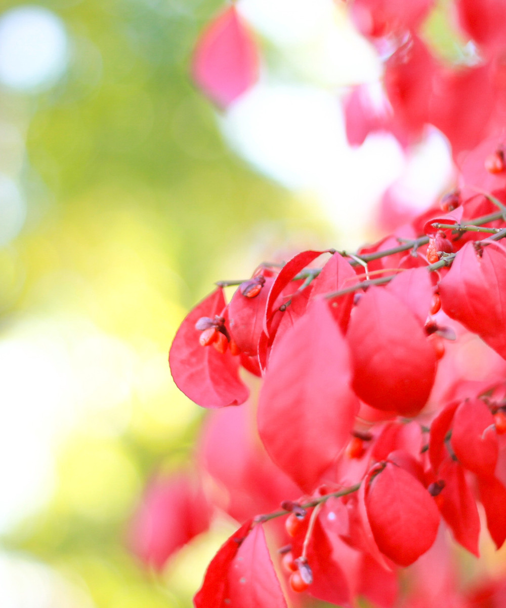 Burning Bush Fire Bush Euonymus alatus Live Plant Deer Resistant 2+ inches