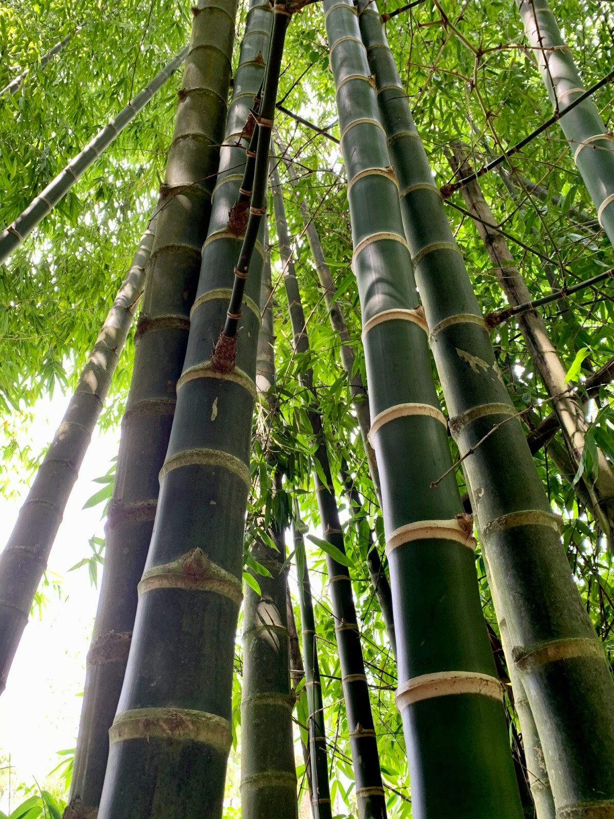 Guadua Bamboo – Guadua angustifolia **CLUMPING**
