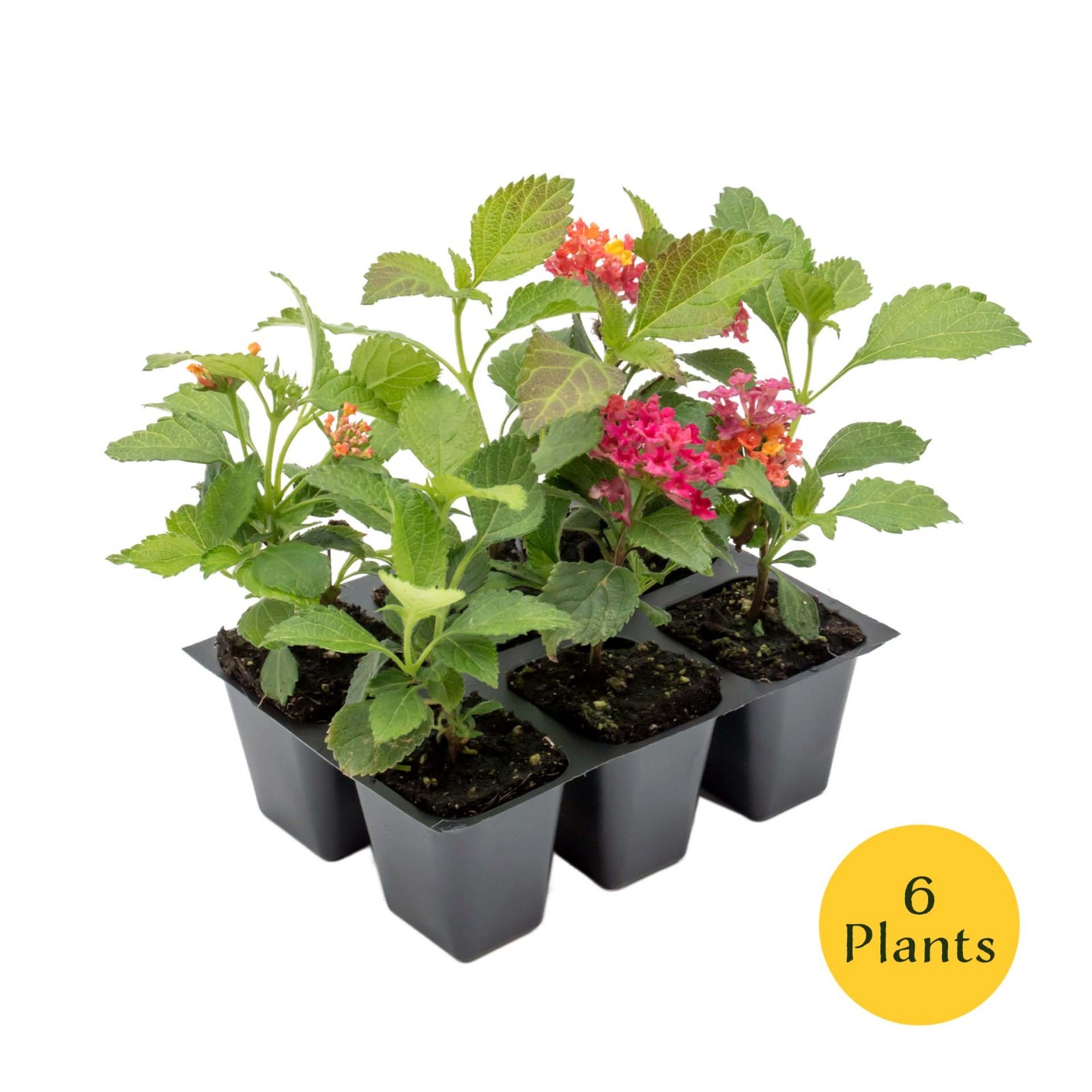 Irene Lantana in 2.5” Nursery Cubes (Lantana camara ‘Irene’) | Flowering Plants