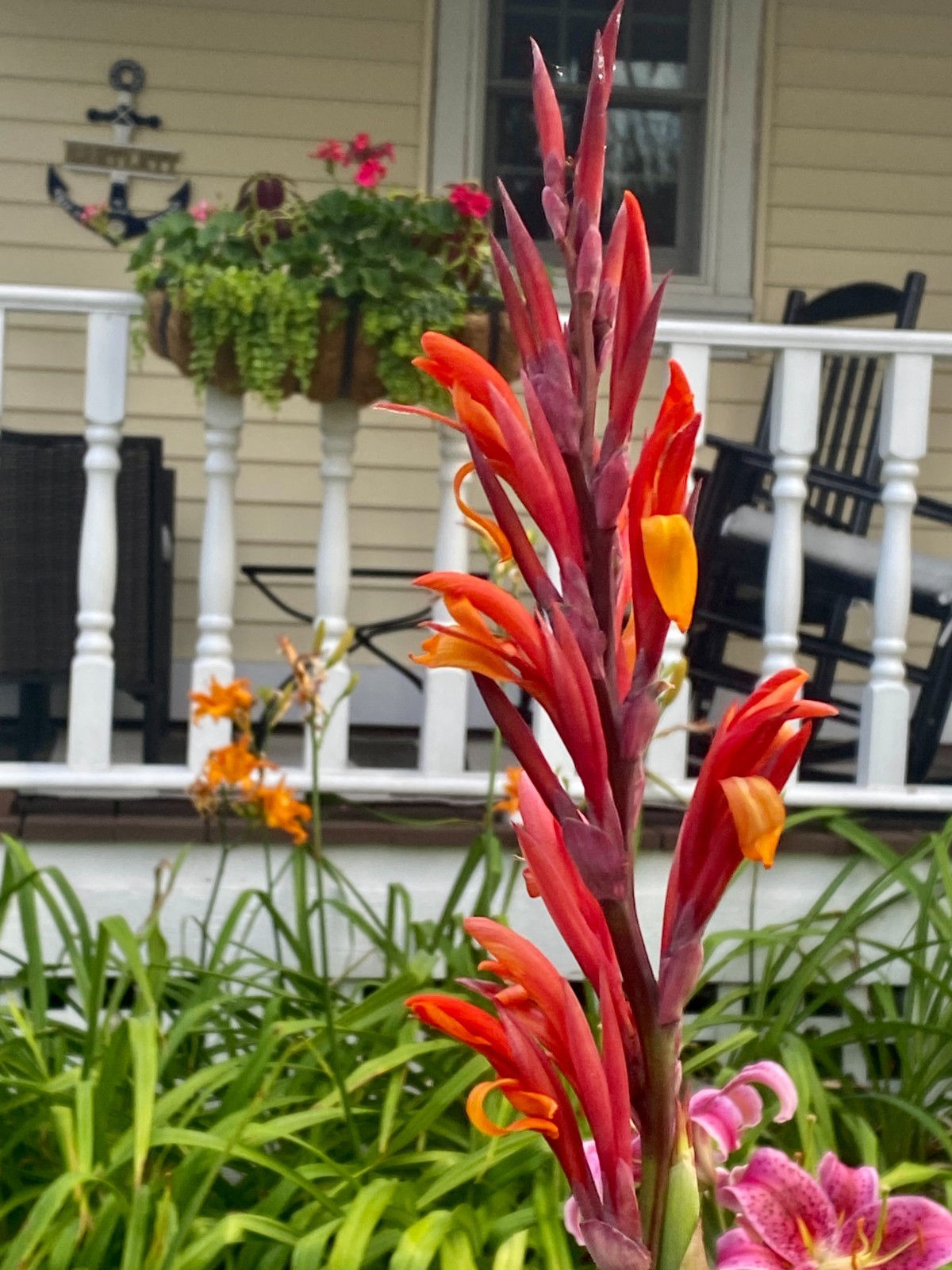 Red Canna Lily Seeds 10 Count (Tall King Humbert: 5-8 ft tall)