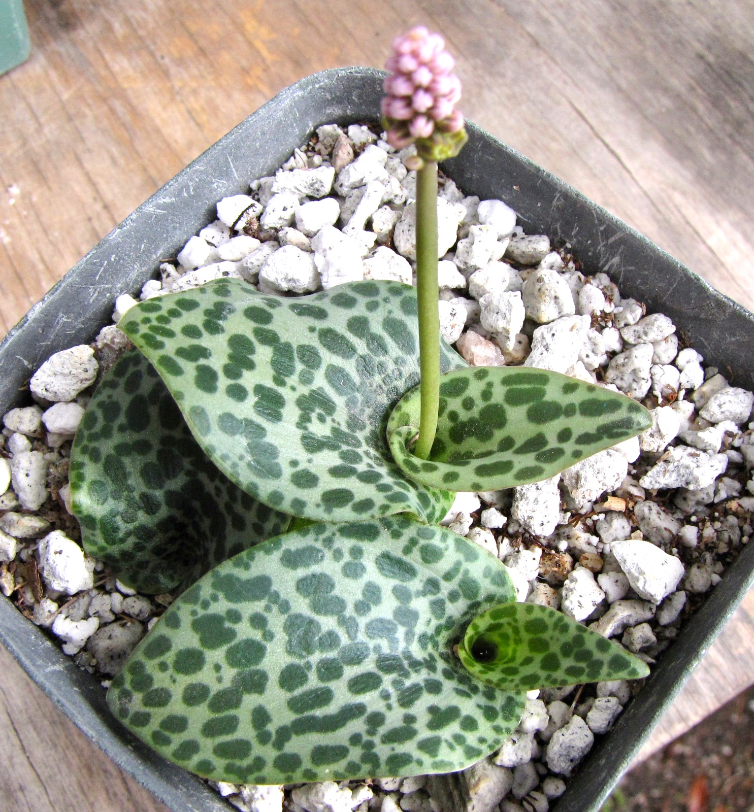 Drimiopsis sp. Kalkfontein choice miniature