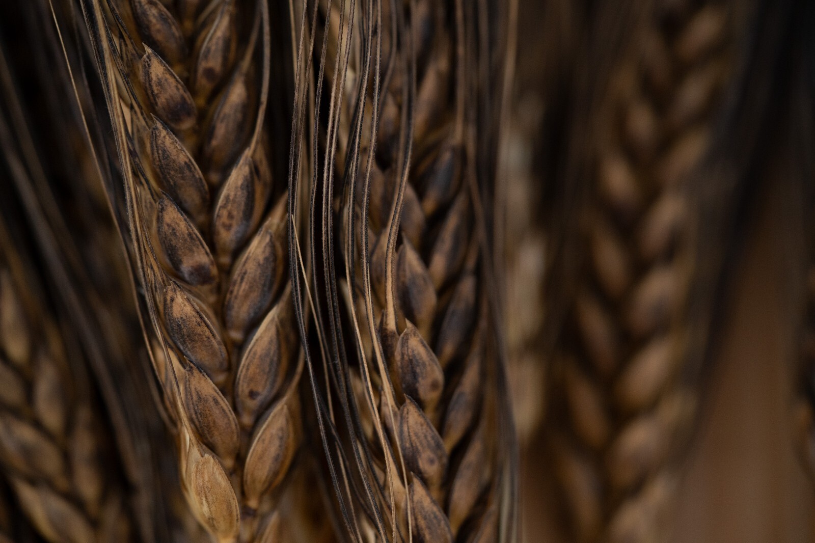 Black Eagle Spring Wheat Seeds: Edible Ornamental Grain Flower Bouquets Heirloom