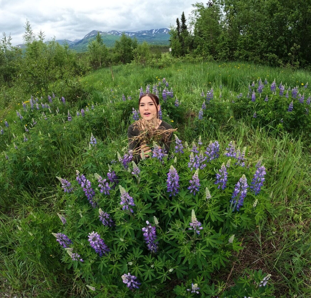 Lupine Alaska Wild Harvested Five Live Dormant Roots / Lupinus perennis