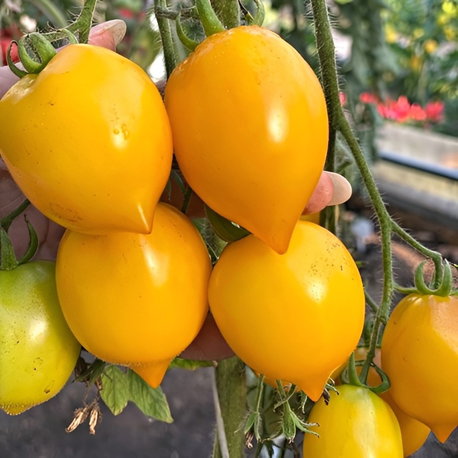 100 Heirloom Rare Lemon Plum Tomato Seeds – Large Sweet Salad Tomato Lemon Shape