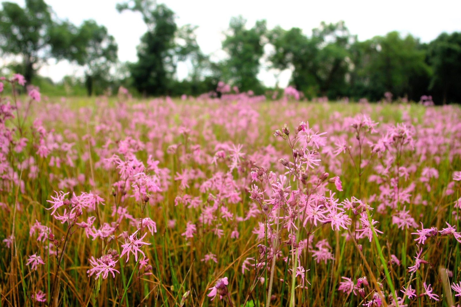 100 RAGGED ROBIN Pink Purplish Lychnis Flos Cuculi Pink Flower Seeds *Flat S/H
