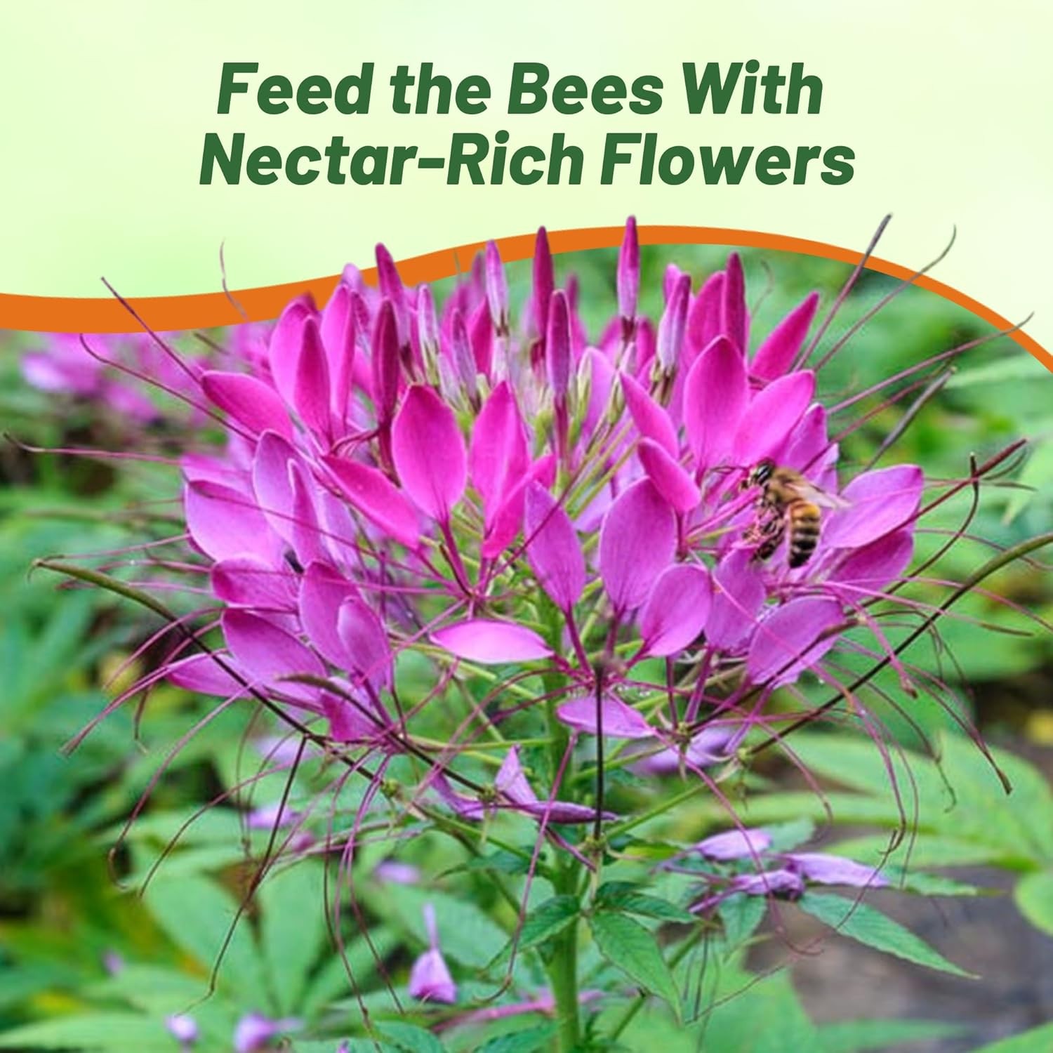 1000 Seeds Spider Flower Drought Tolerant Cleome Violet Queen Garden Flower Seed