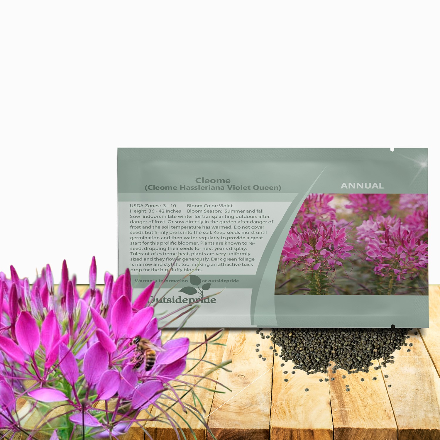 1000 Seeds Spider Flower Drought Tolerant Cleome Violet Queen Garden Flower Seed