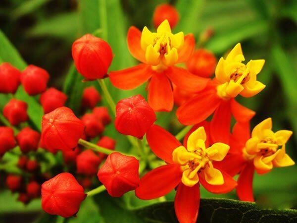 Milkweed TROPICAL Bloodflower Asclepias Monarch Butterfly Host Plant 100 Seeds