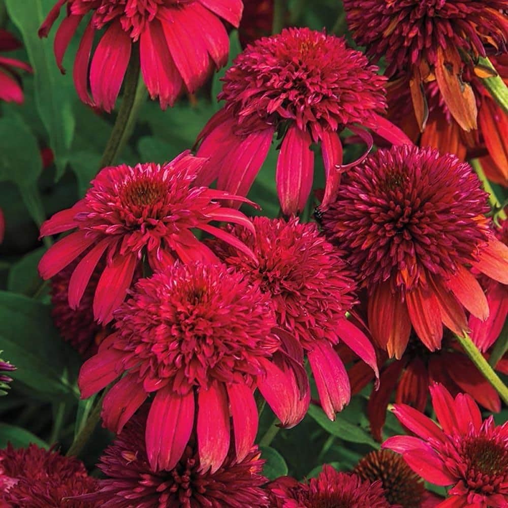1000+ Double Echinacea Coneflower Seeds for Planting -Perennial Cone Flower Seed