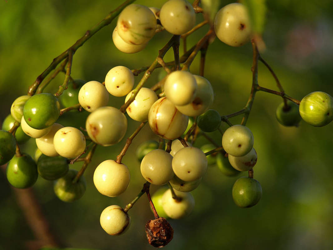 1-1000 PCS China Berry Persian Lilac Tree Seeds Melia Azedarach Flower 0183