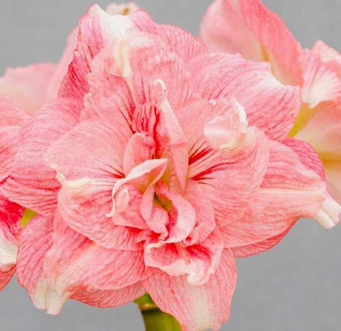 Lemon Star Double Flowering Amaryllis Spectacular Flower Bulb, Check our Store
