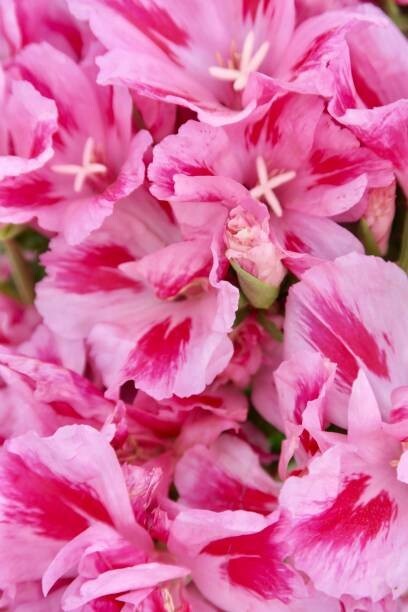 Farewell To Spring Seeds California Native Seeds Clarkia Amoena Pink Flowers