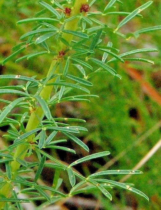501+PURPLE PRAIRIE CLOVER Seeds Wildflower Nitrogen Fixing Drought Heat Cold