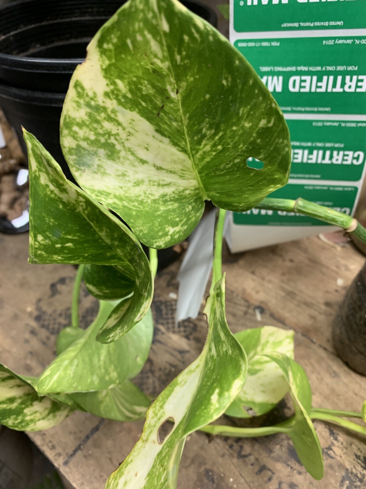 Variegated Giant Golden Pothos, well rooted plant shipped in container with soil