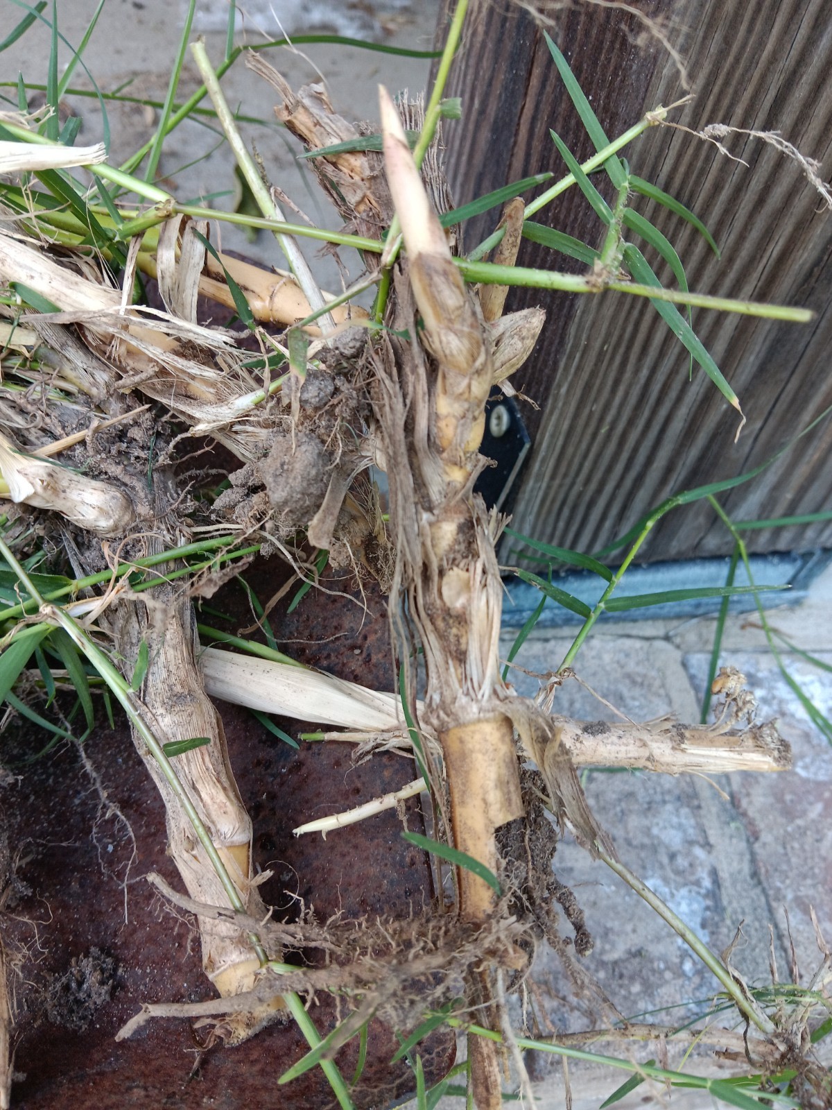 Bamboo Plants Live Starter Plant 10 Rizomes Organic Aurea Bamboo
