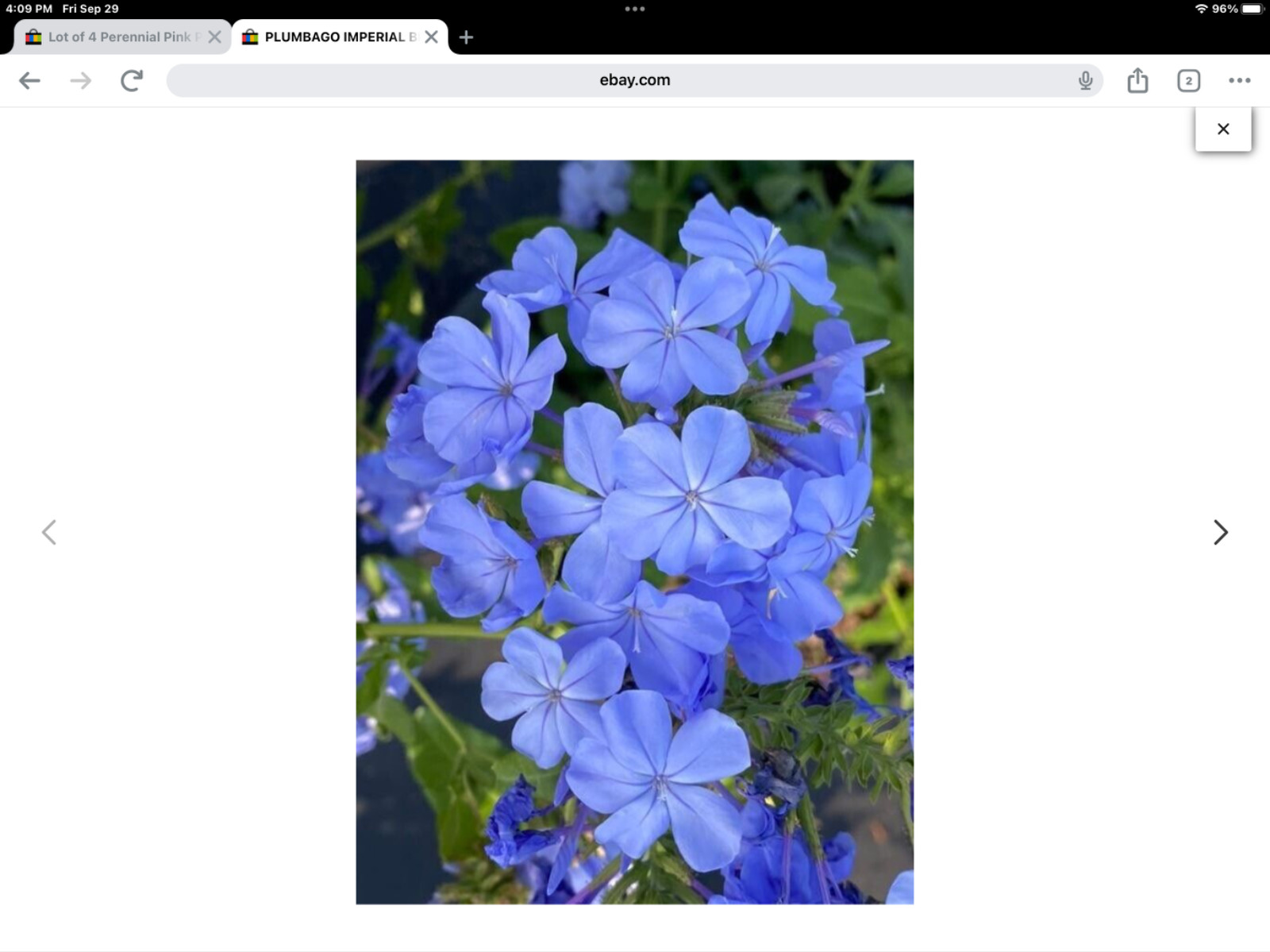 New Imperial Blue Plumbago Seeds pkt of 50 fresh seeds