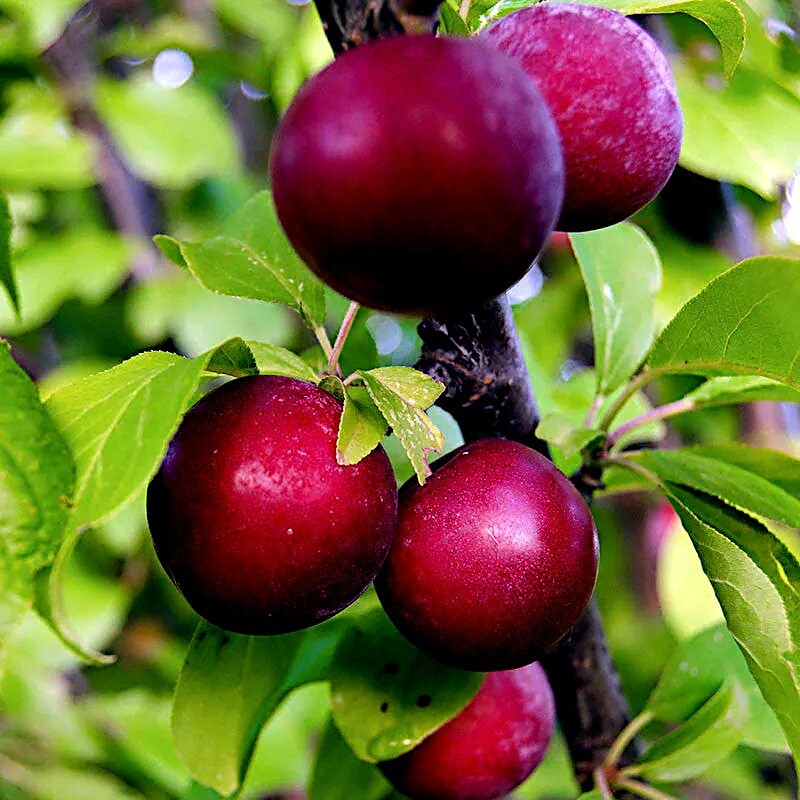 AMERICAN PLUM TREE SEEDS (Prunus americana) Fast Fruit Flower Plant Hardy-Zone 3