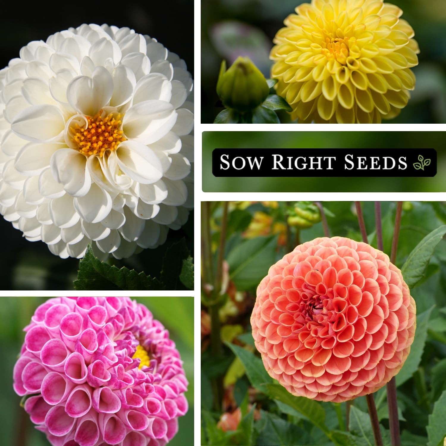 Sow Right Seeds – Pompon Dahlia for Planting – Annual Non-GMO Mix