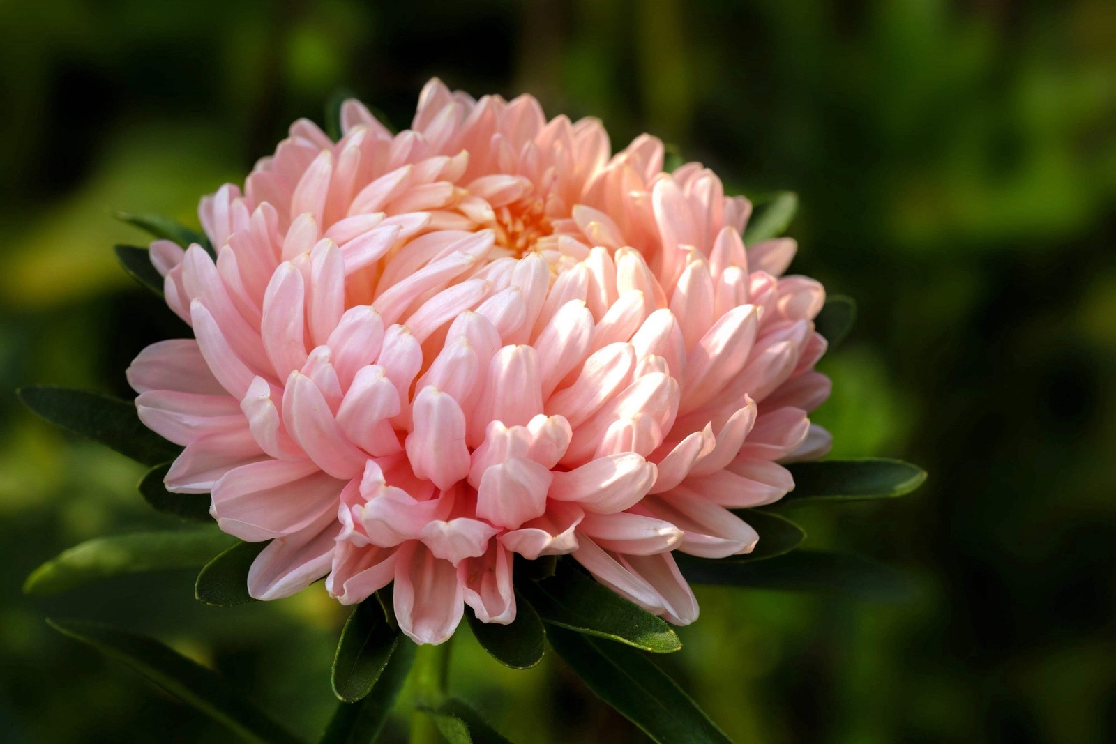 30 MIXED PAEONY ASTER Callistephus Peony Red Pink Blue Purple + Flower Seeds
