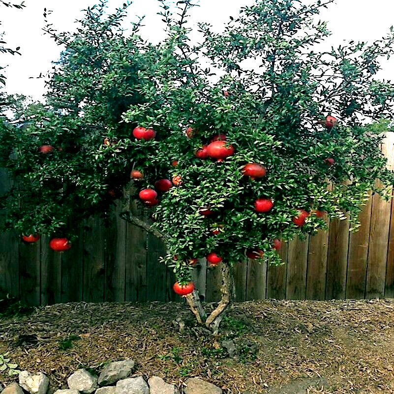 20 DWARF Pomegranate Tree Seeds (Punica granatum) Nana Garden Fruit House Plant