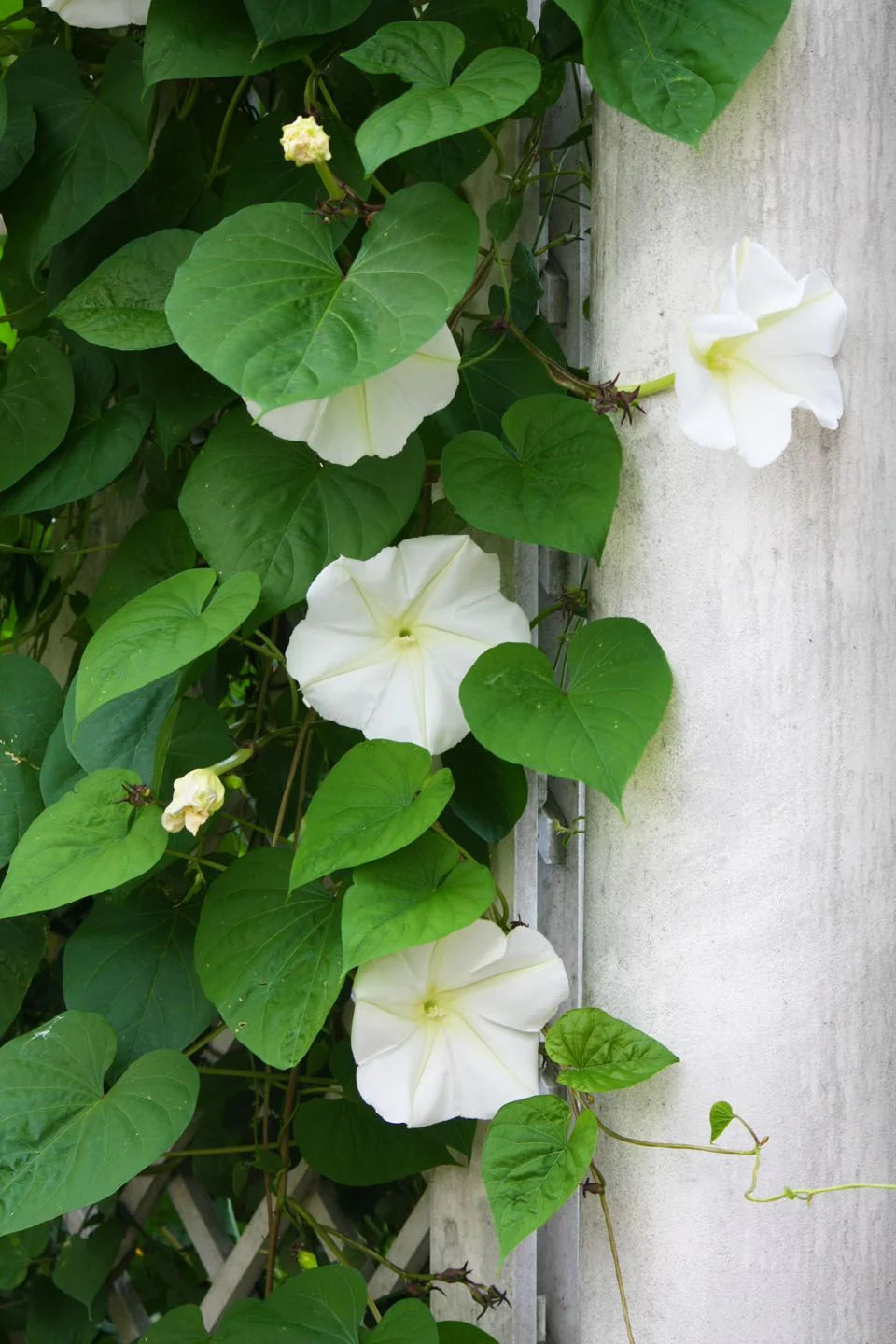 Moonflower Seeds | Huge Tropical White Night Blooming Flower Seed I. Alba 2024