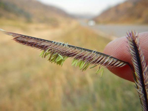 Bouteloua gracilis | Blue Grama | Eyebrow or Mosquito Grass | 100 Seeds