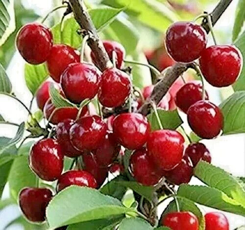 Japanese Cherry Tree PB | Premium Seeds | Prunus serrulata ‘Fall’ | Plants’®